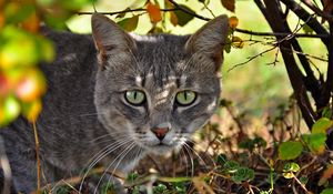 Preview wallpaper cat, face, grass, climb