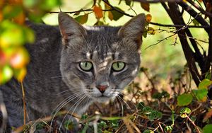 Preview wallpaper cat, face, grass, climb