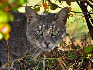 Preview wallpaper cat, face, grass, climb