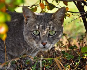 Preview wallpaper cat, face, grass, climb