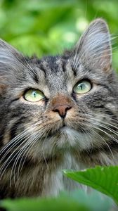 Preview wallpaper cat, face, grass, leaves, fluffy