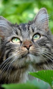 Preview wallpaper cat, face, grass, leaves, fluffy