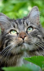 Preview wallpaper cat, face, grass, leaves, fluffy