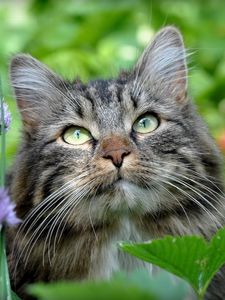 Preview wallpaper cat, face, grass, leaves, fluffy