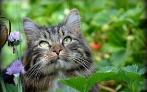 Preview wallpaper cat, face, grass, leaves, fluffy