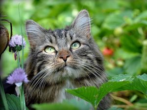 Preview wallpaper cat, face, grass, leaves, fluffy