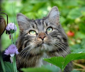 Preview wallpaper cat, face, grass, leaves, fluffy