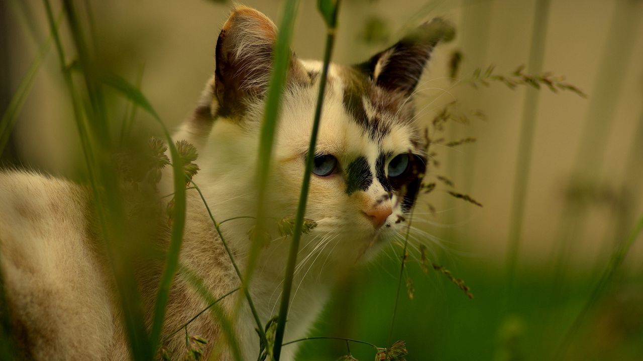 Wallpaper cat, face, grass, spotted