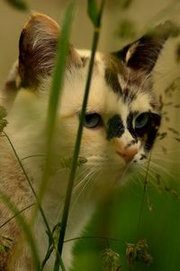 Preview wallpaper cat, face, grass, spotted