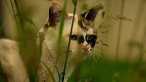 Preview wallpaper cat, face, grass, spotted