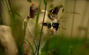 Preview wallpaper cat, face, grass, spotted