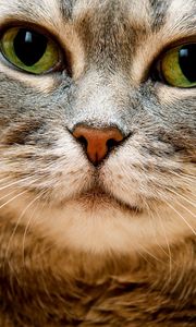 Preview wallpaper cat, face, gray, eyes