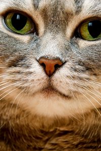 Preview wallpaper cat, face, gray, eyes