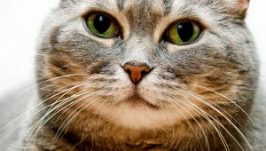 Preview wallpaper cat, face, gray, eyes