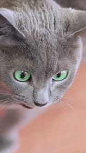 Preview wallpaper cat, face, gray, surprise