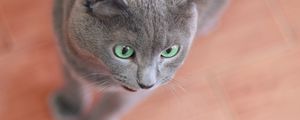 Preview wallpaper cat, face, gray, surprise