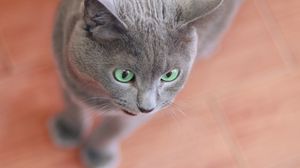 Preview wallpaper cat, face, gray, surprise