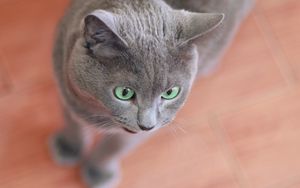 Preview wallpaper cat, face, gray, surprise