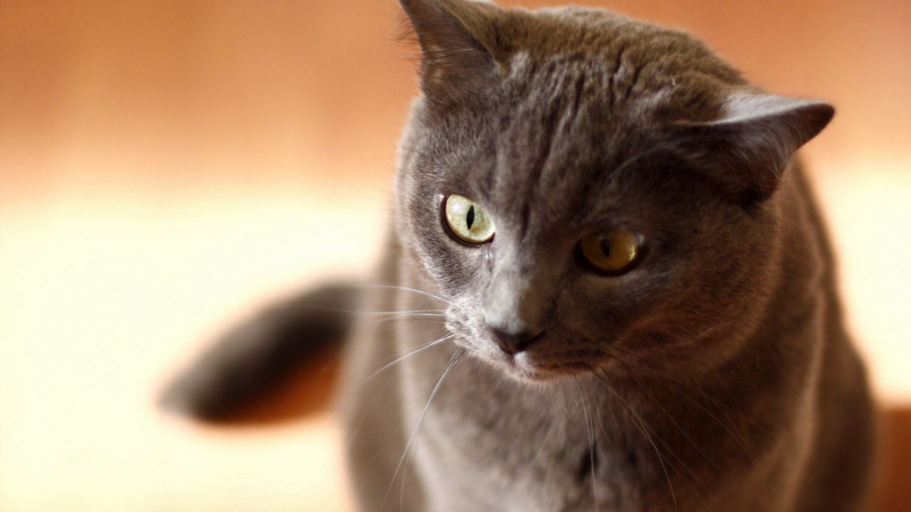 Wallpaper cat, face, gray, eyes