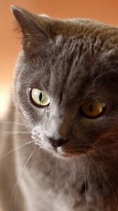 Preview wallpaper cat, face, gray, eyes