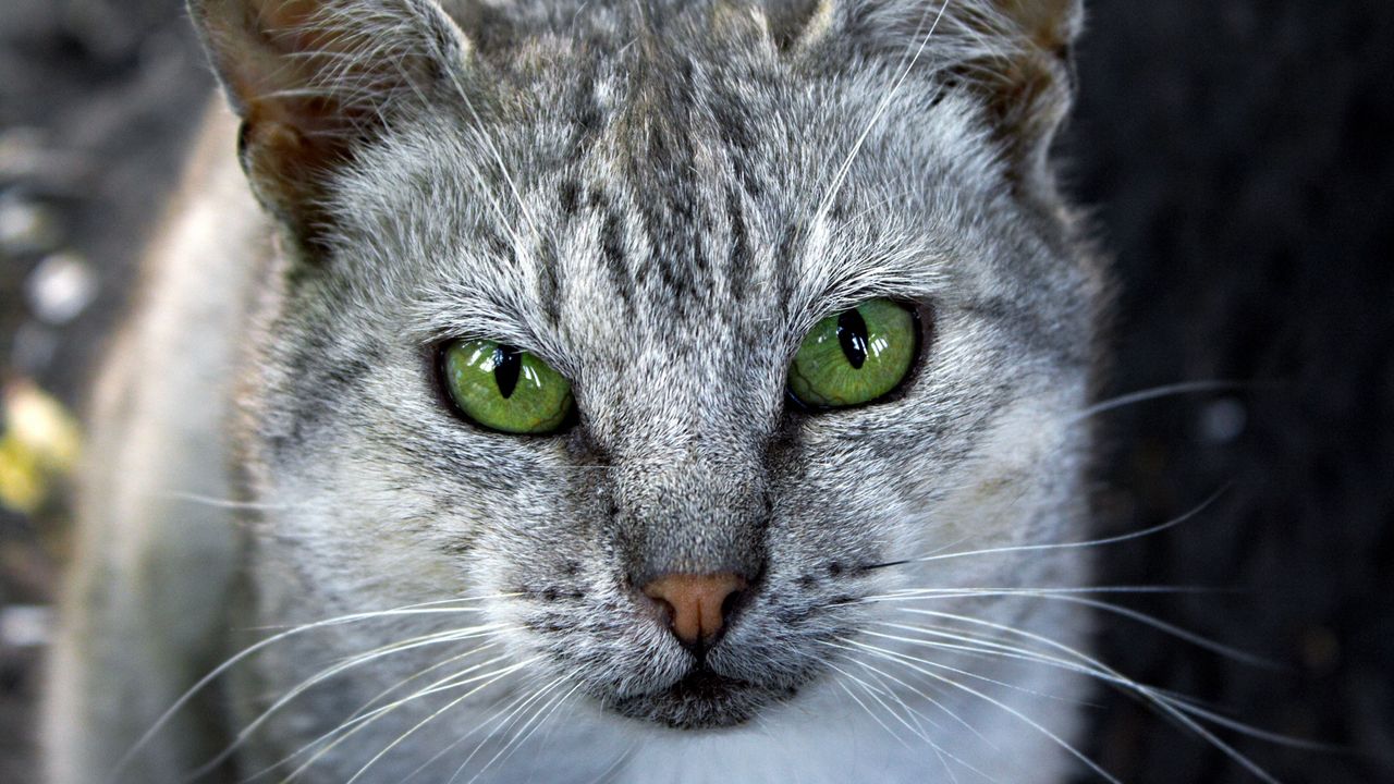 Wallpaper cat, face, gray, color, striped
