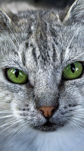 Preview wallpaper cat, face, gray, color, striped