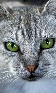 Preview wallpaper cat, face, gray, color, striped