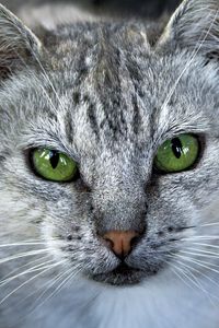 Preview wallpaper cat, face, gray, color, striped