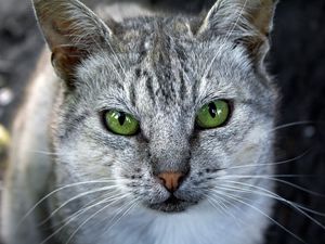 Preview wallpaper cat, face, gray, color, striped