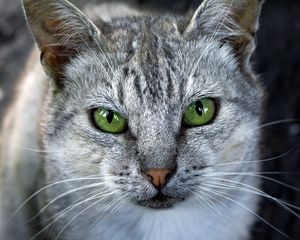 Preview wallpaper cat, face, gray, color, striped