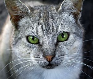 Preview wallpaper cat, face, gray, color, striped