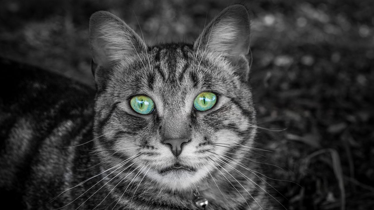Wallpaper cat, face, green-eyed, bw, striped