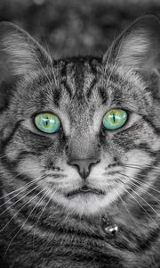 Preview wallpaper cat, face, green-eyed, bw, striped