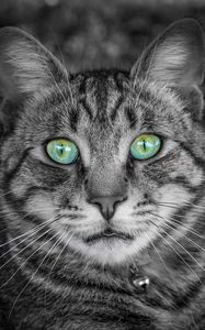 Preview wallpaper cat, face, green-eyed, bw, striped