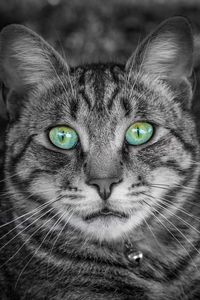 Preview wallpaper cat, face, green-eyed, bw, striped