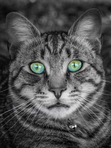 Preview wallpaper cat, face, green-eyed, bw, striped