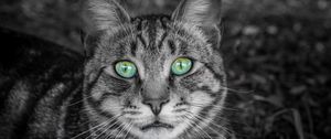 Preview wallpaper cat, face, green-eyed, bw, striped