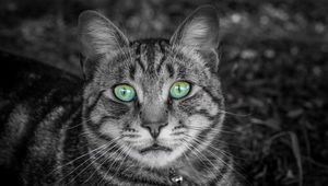 Preview wallpaper cat, face, green-eyed, bw, striped