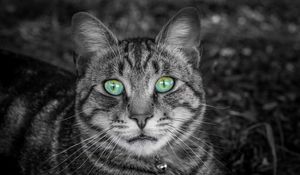 Preview wallpaper cat, face, green-eyed, bw, striped