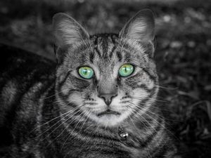 Preview wallpaper cat, face, green-eyed, bw, striped