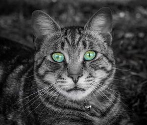 Preview wallpaper cat, face, green-eyed, bw, striped