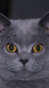 Preview wallpaper cat, face, hair, eyes, surprise