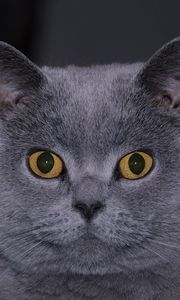 Preview wallpaper cat, face, hair, eyes, surprise