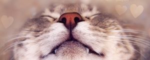 Preview wallpaper cat, face, happy, nose, heart
