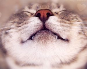 Preview wallpaper cat, face, happy, nose, heart