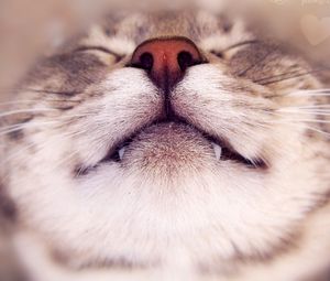 Preview wallpaper cat, face, happy, nose, heart