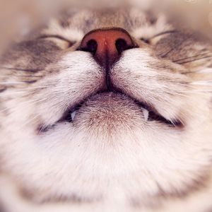 Preview wallpaper cat, face, happy, nose, heart