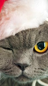 Preview wallpaper cat, face, hat, eyes, thick