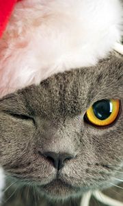 Preview wallpaper cat, face, hat, eyes, thick