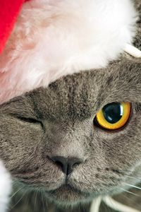 Preview wallpaper cat, face, hat, eyes, thick